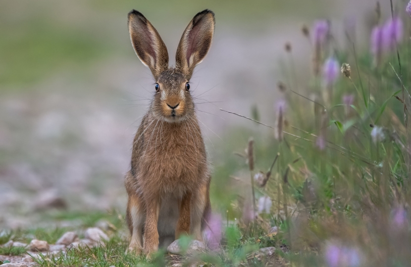 Hare