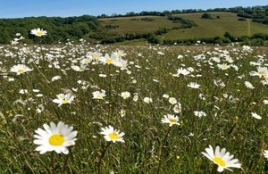 Daisies