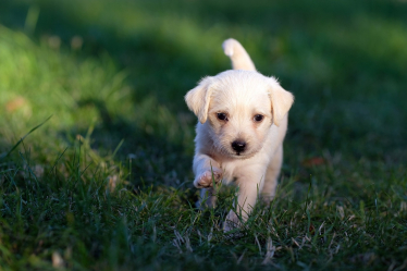 Image of puppy